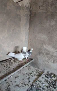 طوقی