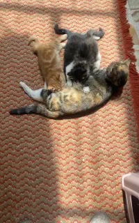 گربه های ناز و بازیگوش