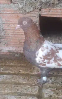 فروش کبوتررنگی