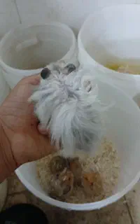 پرورش همستر