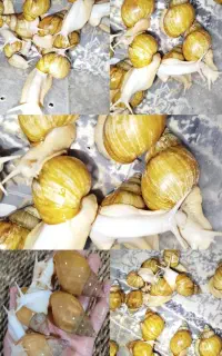 حلزون البینو