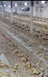 کارگر مرغداری هستم باسابقه پنج سال کار در مرغداری