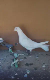 کبوتر