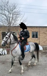 اسب کرد ۵ساله نریان