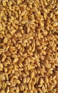 گندم بوجاری سم زده