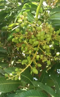 انوع نهال مرکبات و انبه و میوه های گرم سیری