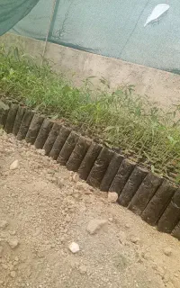 نیازمند نفر همکار  در گلخانه