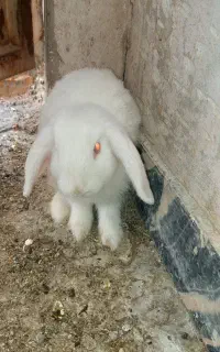 خرگوش نر