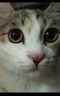 گربه گمشده مژدگانی خوب