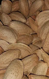 بادام مامایی
