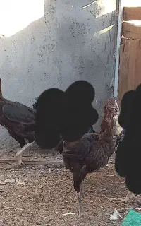 مرغ و خروس لاری