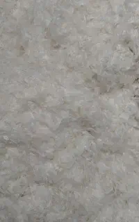 پر مرغ (گل پر)