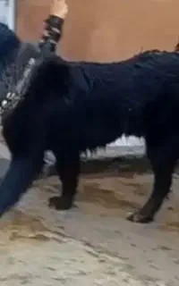 یه جفت نروماده سفت سفت