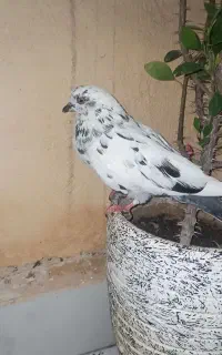 کبوترنرسوسکی گرفته شب