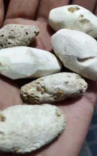 مهره سفید ب فروش میرسد