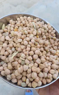 نخود بهاره کرمانشاه ماهیدشت