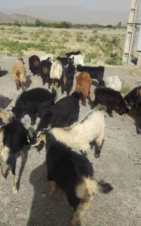 ۳۰راس کهره