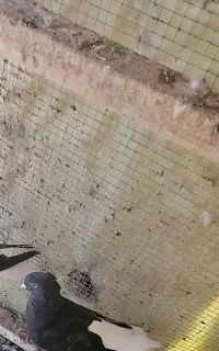 کبوتر دمسفید نر