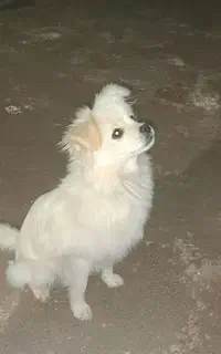 سگ پامرین روباهی