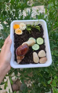 حلزون آچاتینا