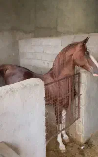 اسب نریان کرد