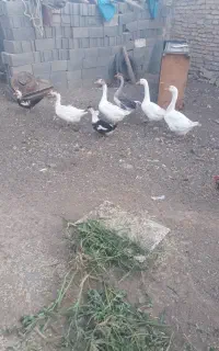 غازقوغاز
