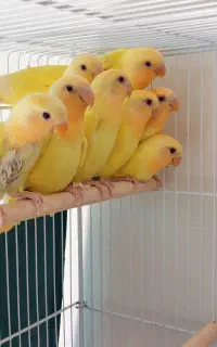 کوتوله اوپال سرنارنجی ۴الی ۵ماهه باتست