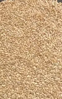 گندم فروشی