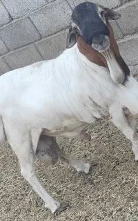 قوچ سومال