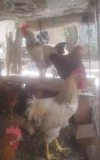 خروس