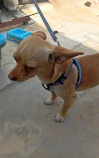 واگذاری سگ،،