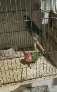 طوطی