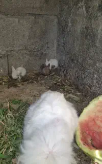 بچه خرگوش لوپ