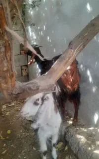 کهره