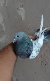 کفتر جفت پاکستانی گرفتنی کبوتر