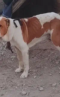 سگ اصیل