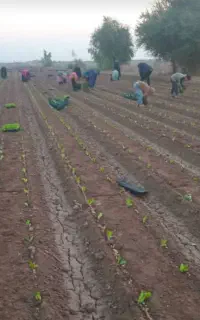 نشاه کار