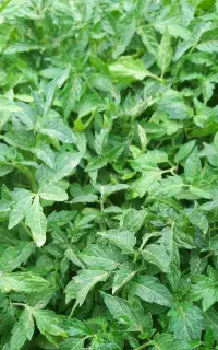 گوجه