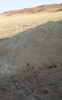 کاه دیم