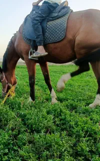فروش مادیون کرد با کره اسب نر