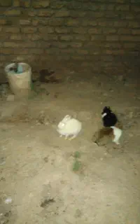 جوجه خرگوش چشم شراب و ابی