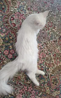 گربه پرشین گمشده حوالی کوچه شیرینی توکلی کرمان