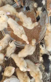 جوجه اردک پکنی    ارسال رایگان توافقی