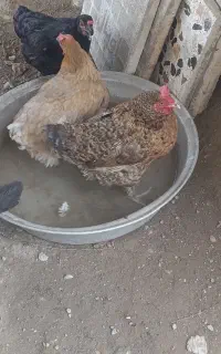 مرغ محلی تخمگذار