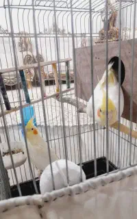 عروس هلندی مولد