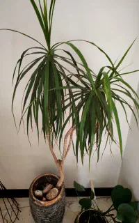 گل طبیعی