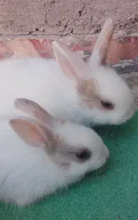 خرگوش و بچه خرگوش ناز و بازیگوش