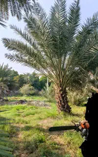 قطع نخل و درختان دیگر