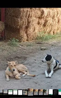 سگ نگهبان