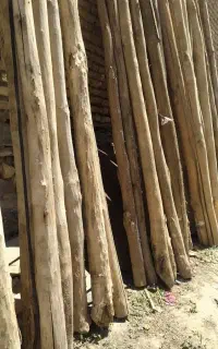 چوب تیر سقفی و درختی خریدارم